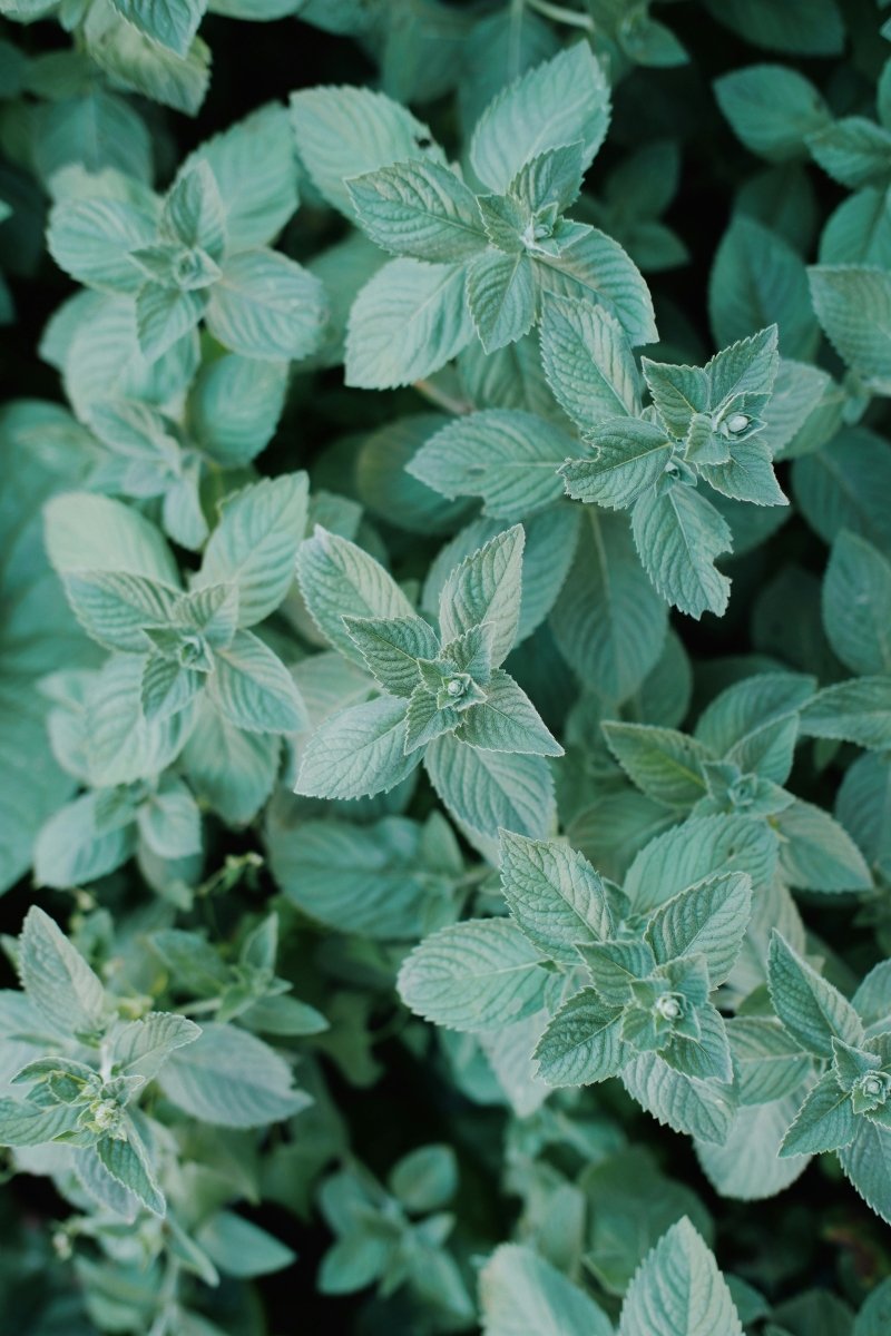 Peppermynteolje - økologisk eterisk olje fra Mentha piperita brukt i Tallove leppepomader